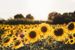 campo di girasole giallo