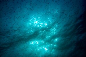 Olio di krill o olio di pesce